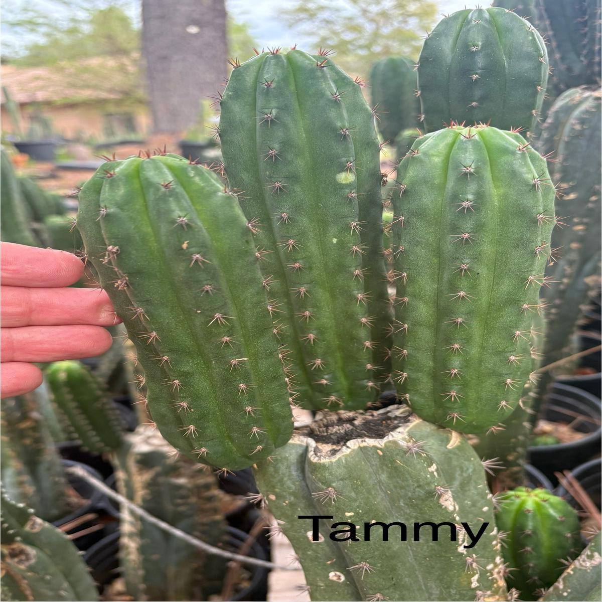 #EC317 Trichocereus Pachanoi Tammy Cutting 4-5