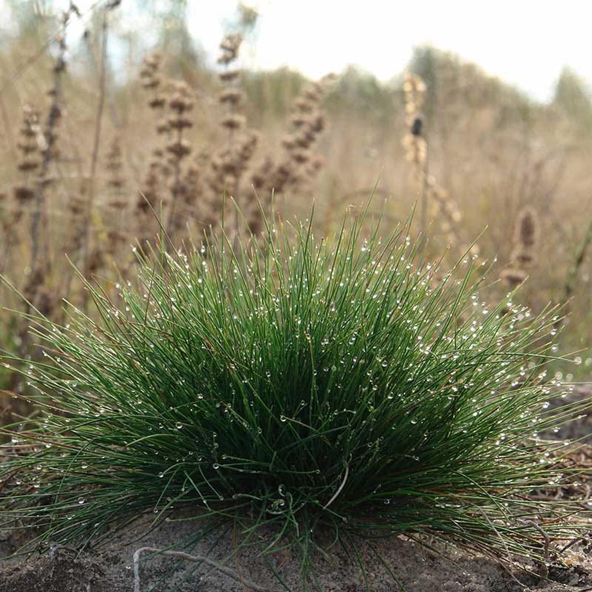 Eilers Beauty Fescue Grass