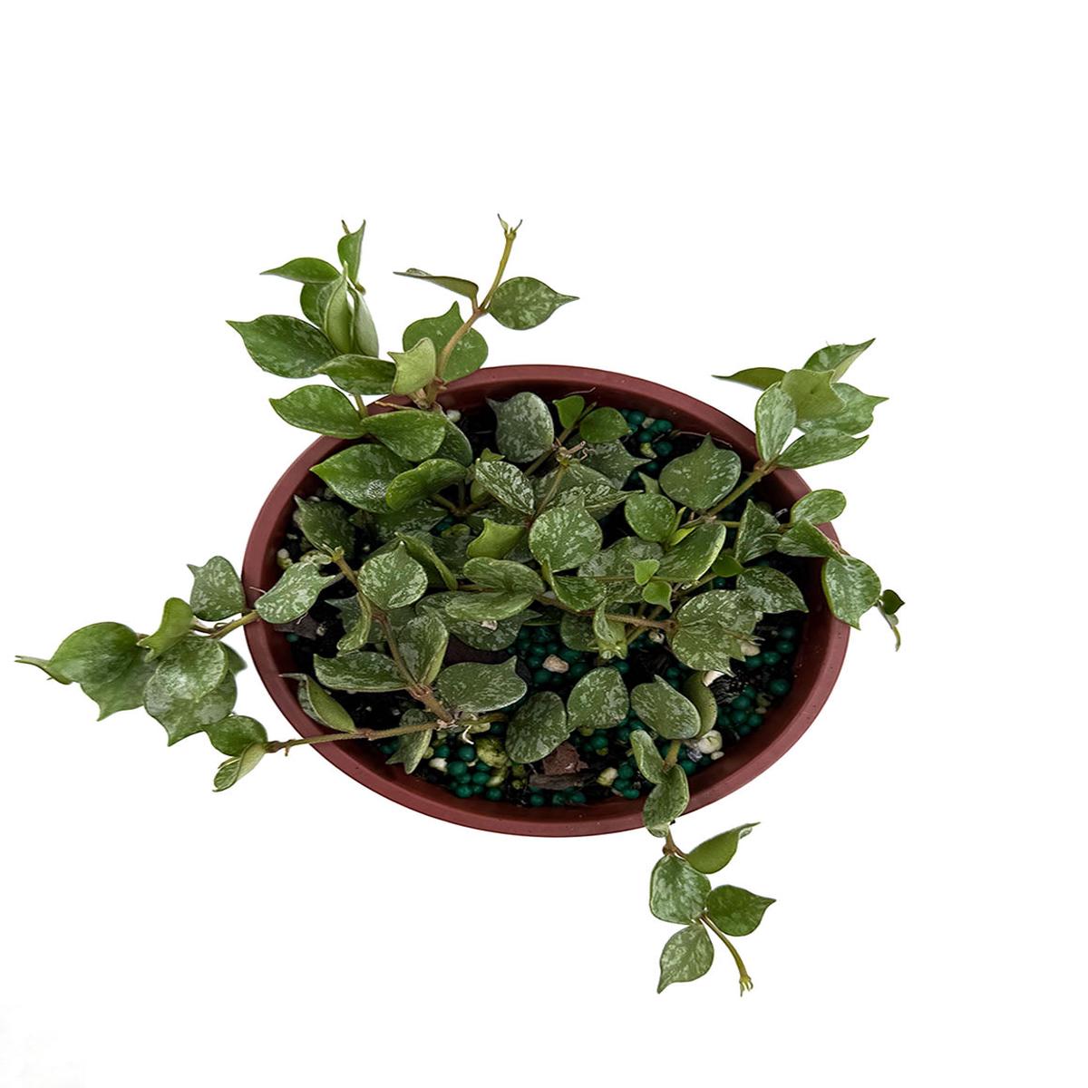 Hoya Curtisii