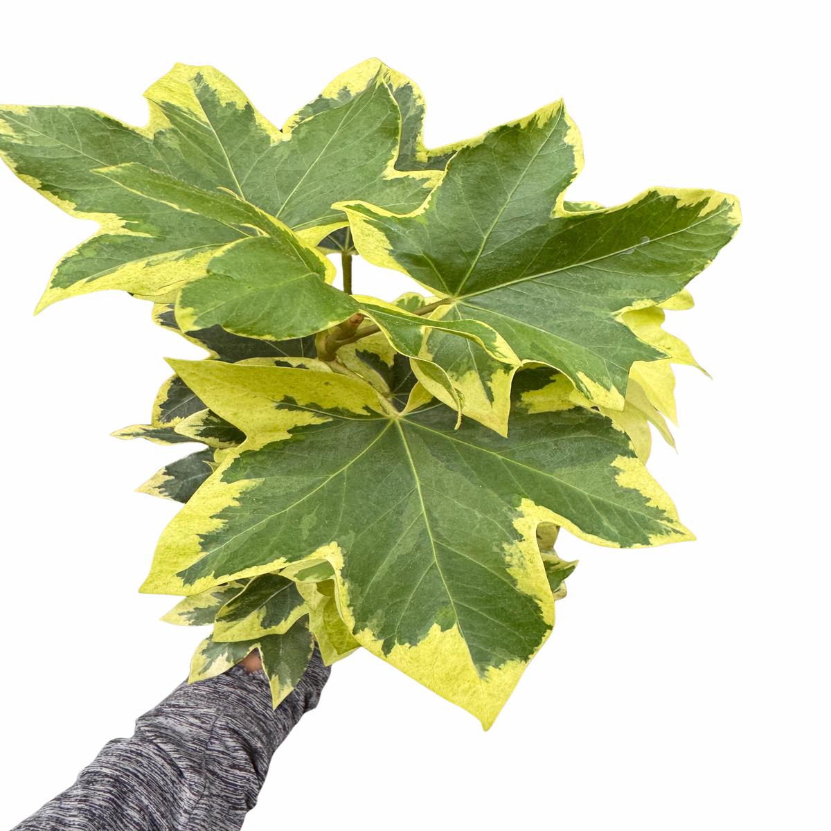 Ivy Tree Variegated