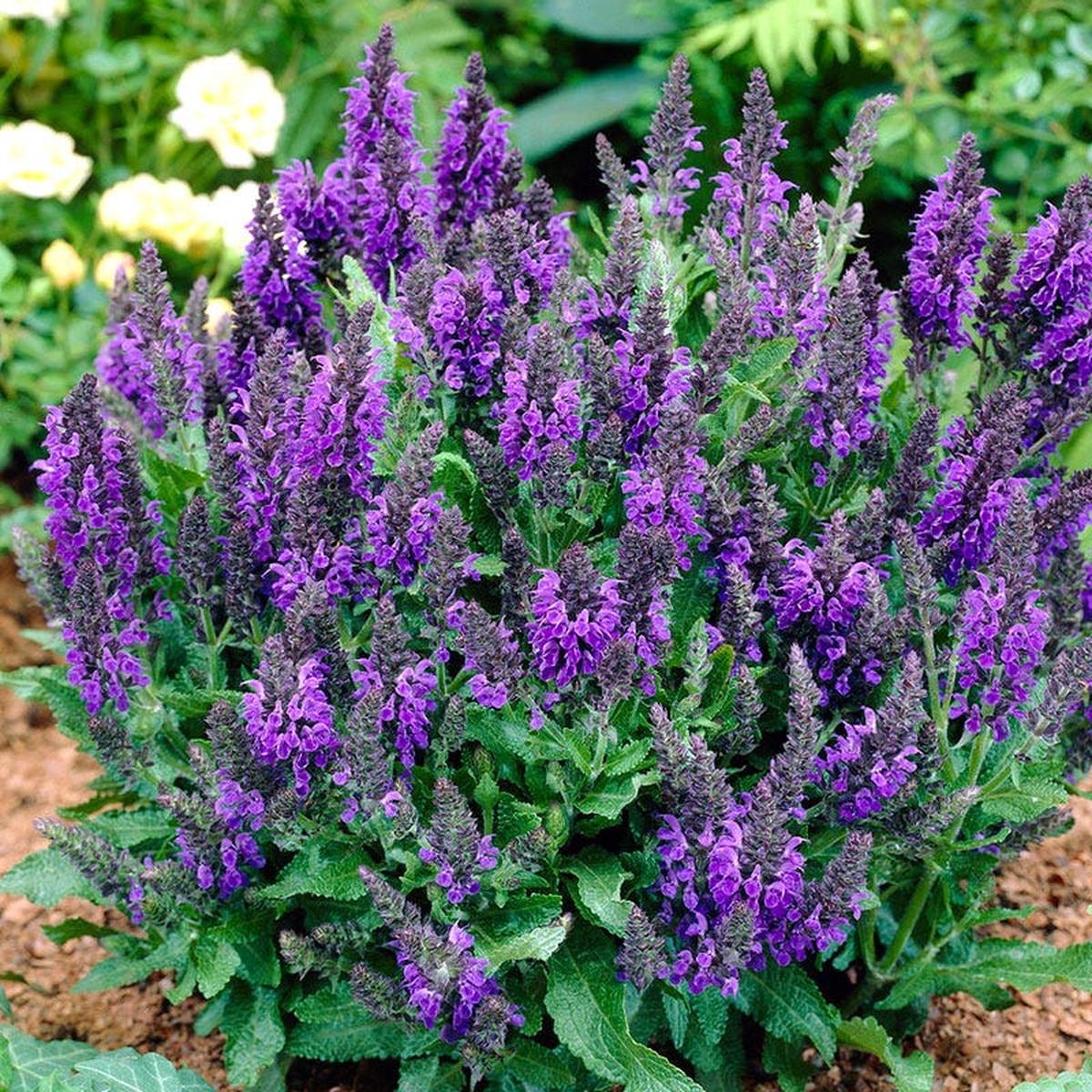 Marcus Meadow Sage