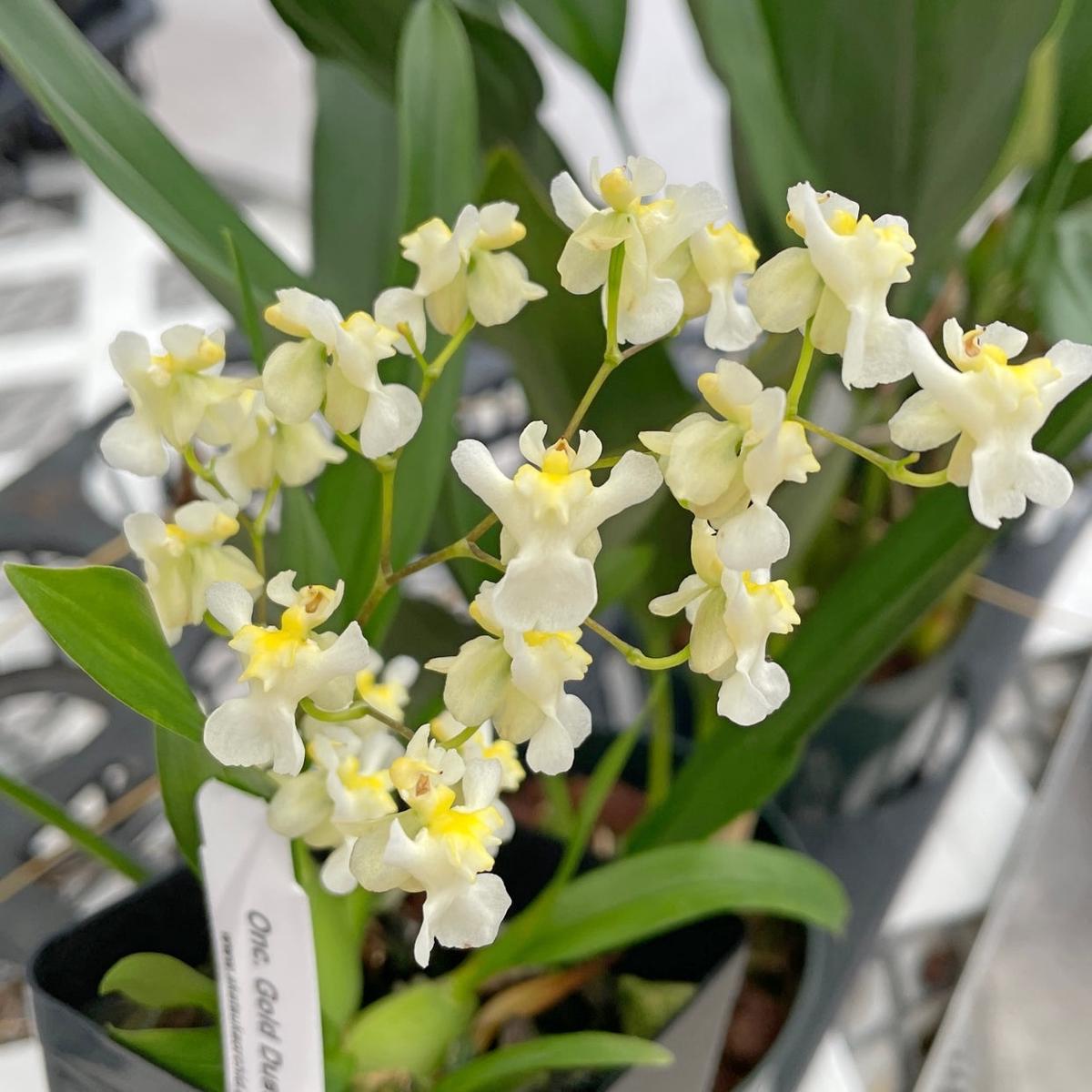 Oncidium Gold Dust (4" Pot) - First blooms