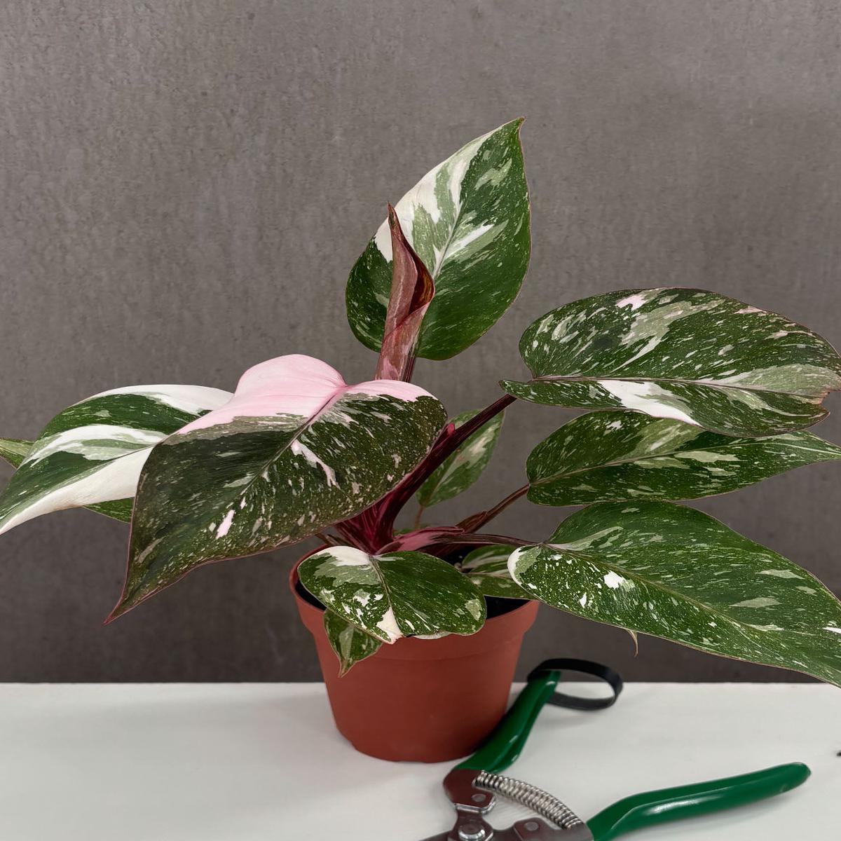 Philodendron Pink Princess Marble Notched and Blotched