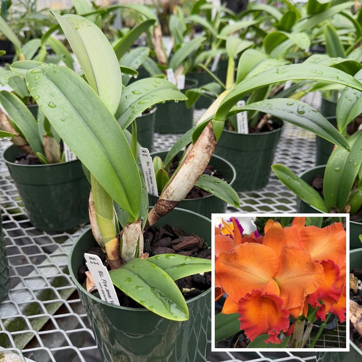 Rlc. Fire Jewel 'Volcano Orange' (5.5" Pot) - Not Blooming
