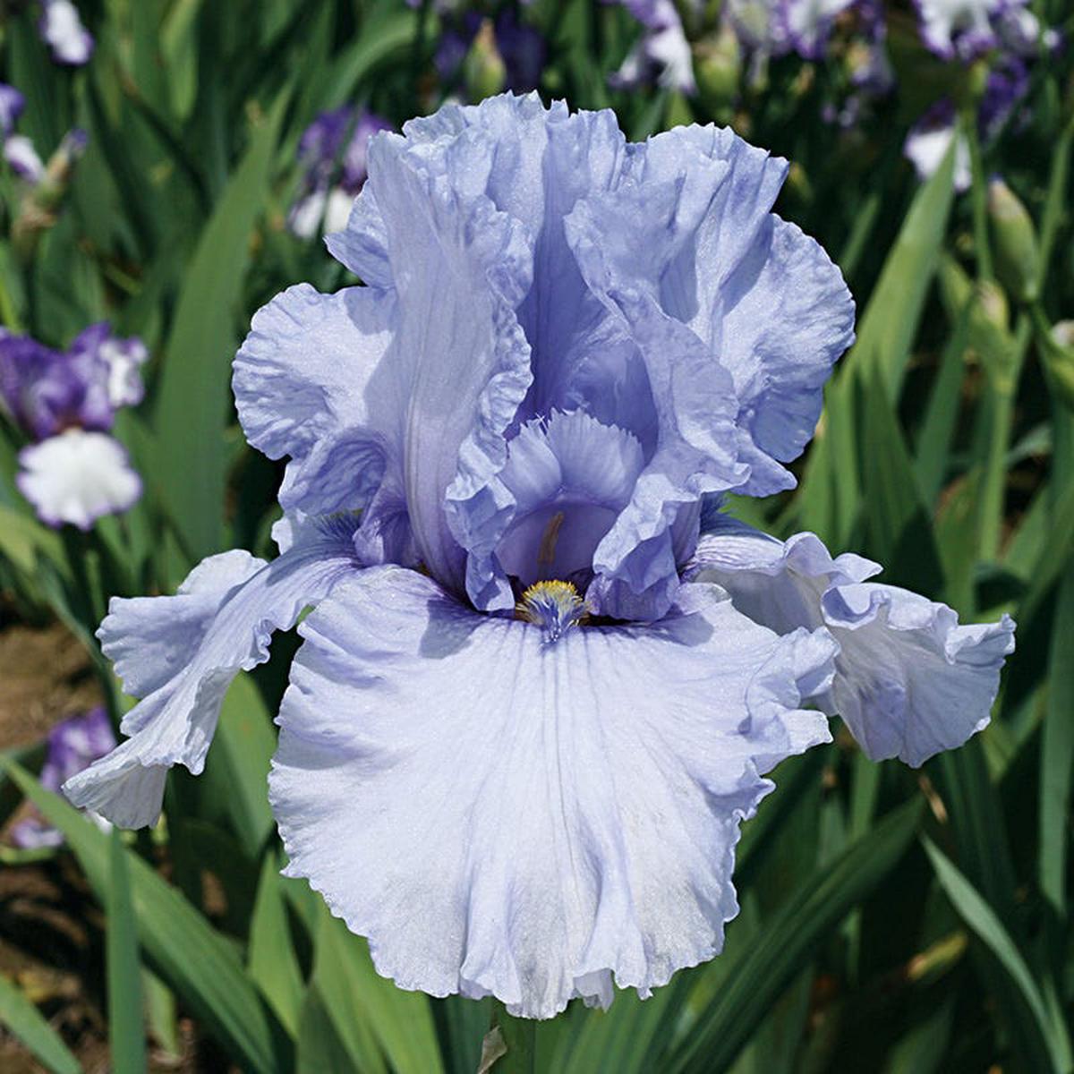 Sea of Love Reblooming Bearded Iris