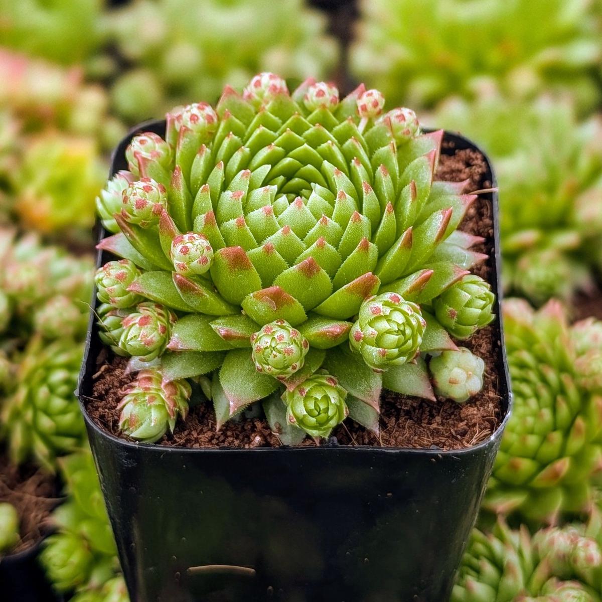 Sempervivum globiferum subsp. preissianum