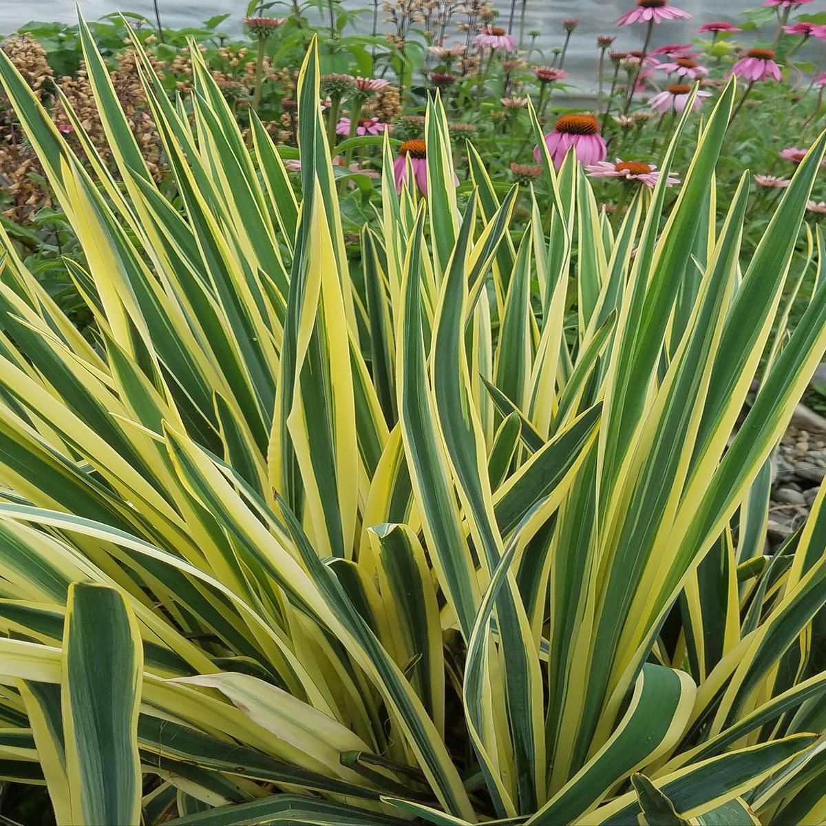 Yucca Bright Edge (Yucca filamentosa hybrid)