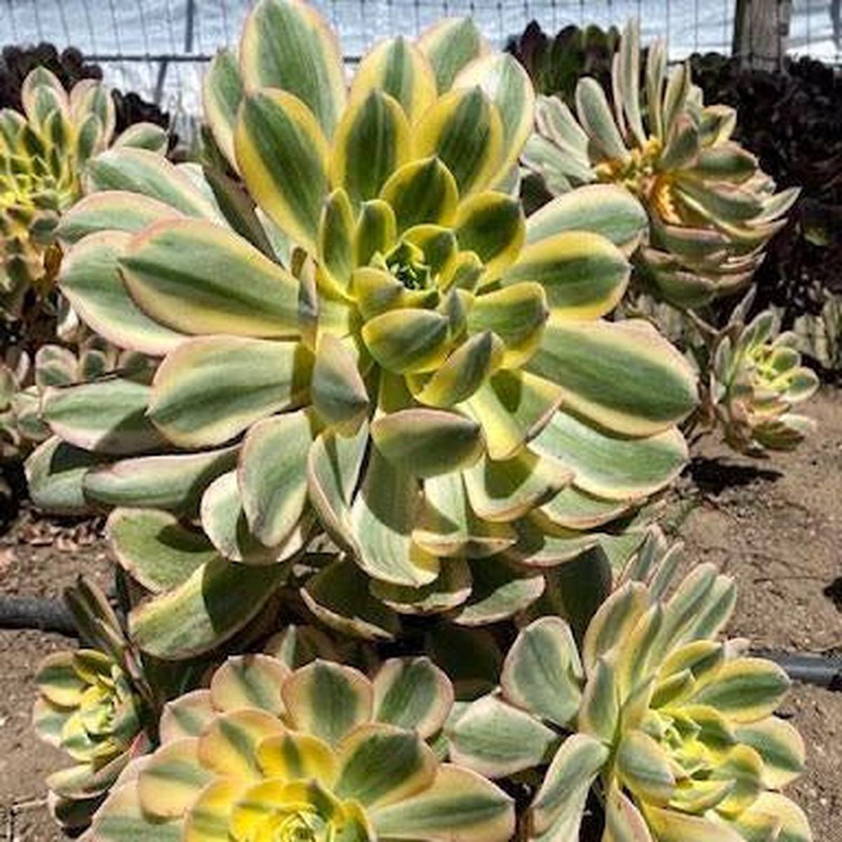 Aeonium 'Sunburst'