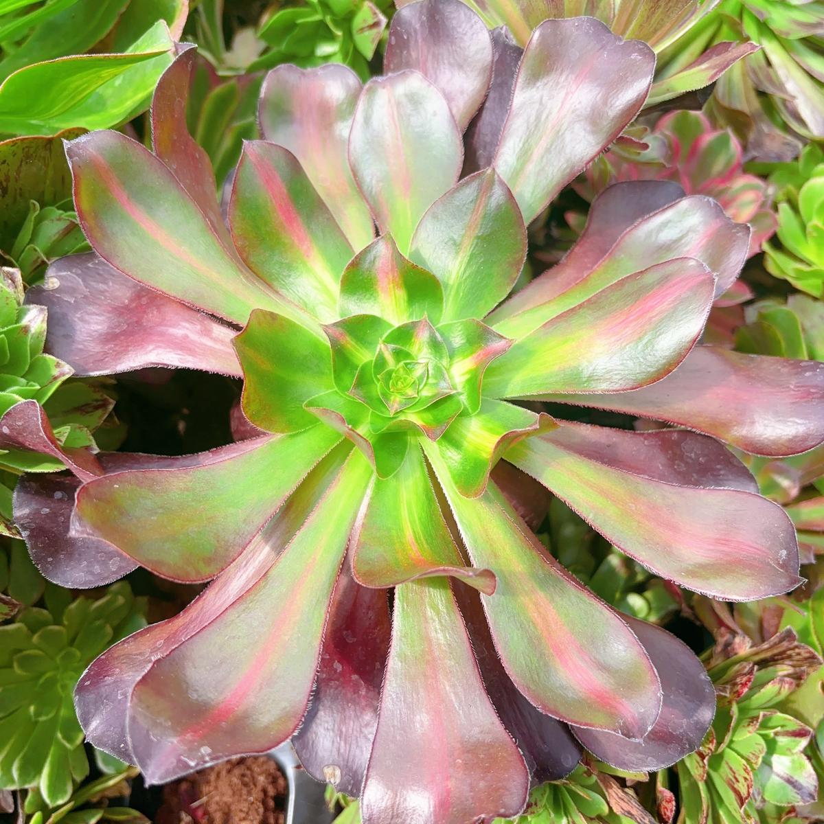 Aeonium Voodoo Middle VarigatedCutting 15cm