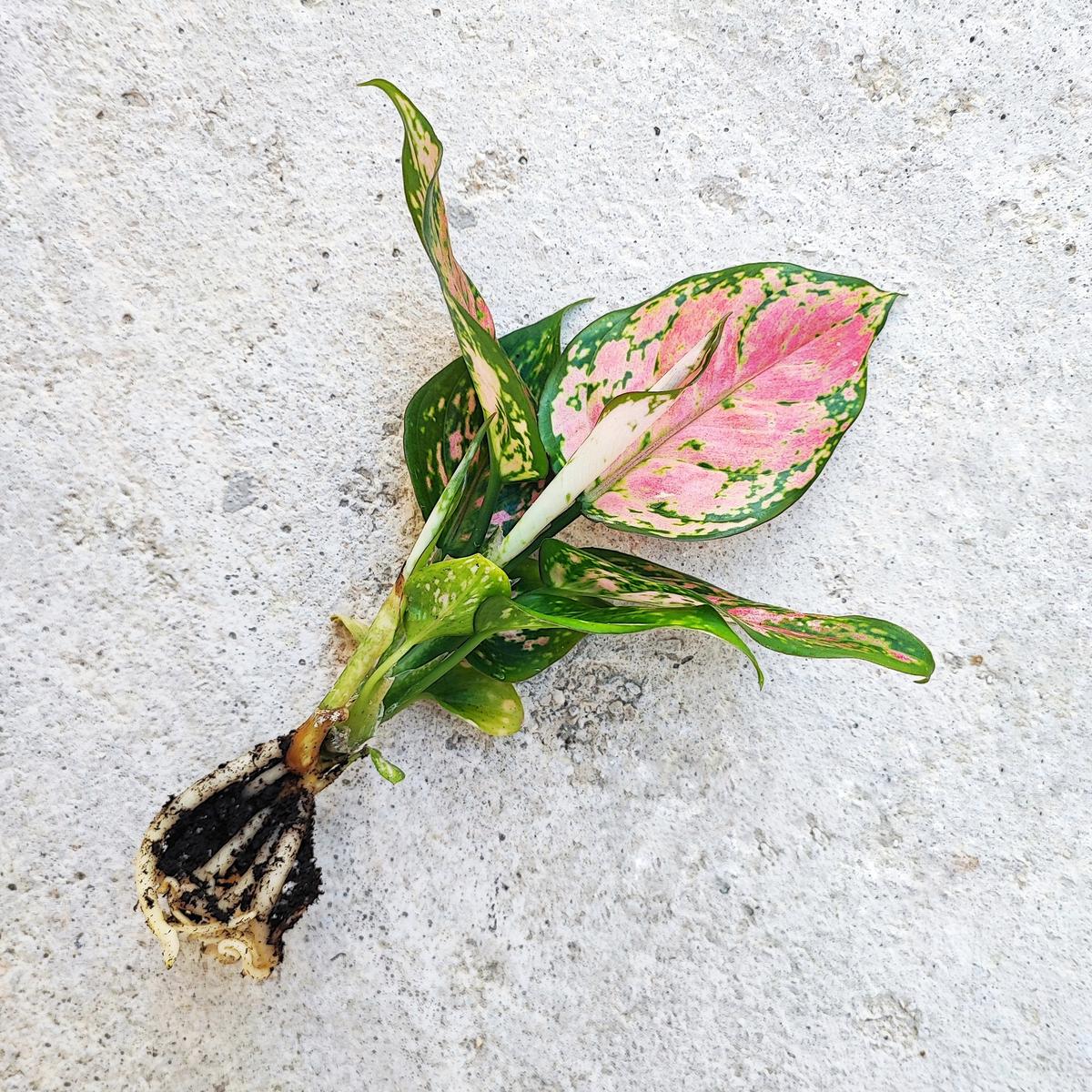 Aglaonema 'Cherry Baby' - Mini Plante aux Feuilles Rouge Cerise