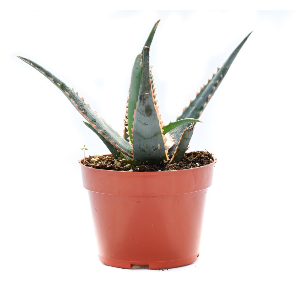 Aloe Gator Joe