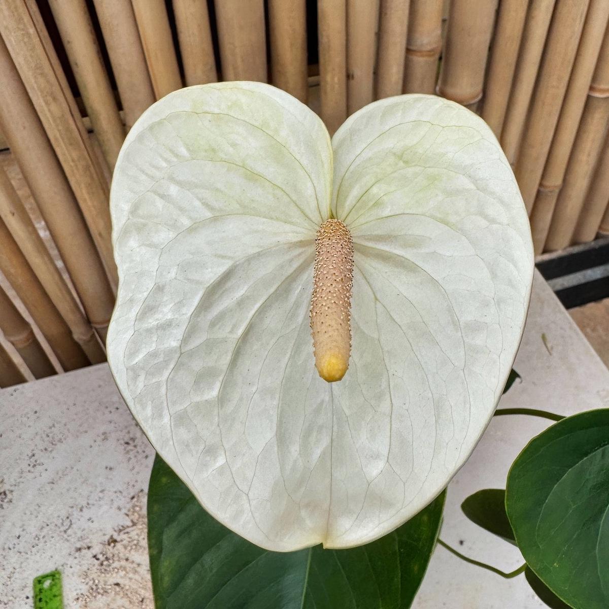 Anth. Limeade White (Seedling - 5.5" Pot)