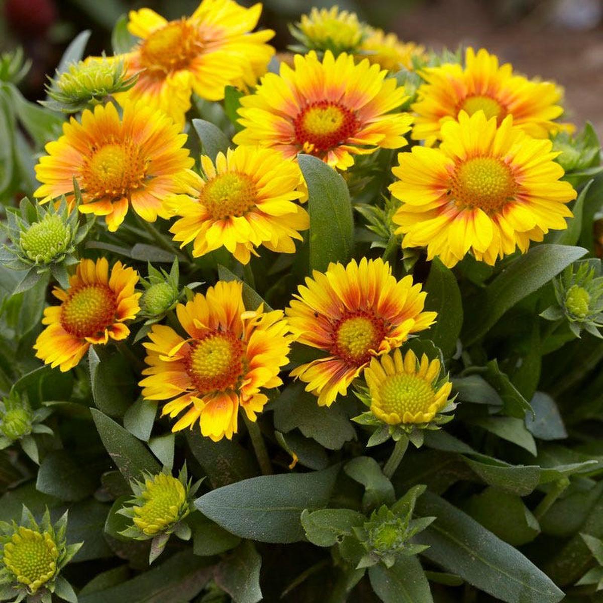 Arizona Apricot Gaillardia