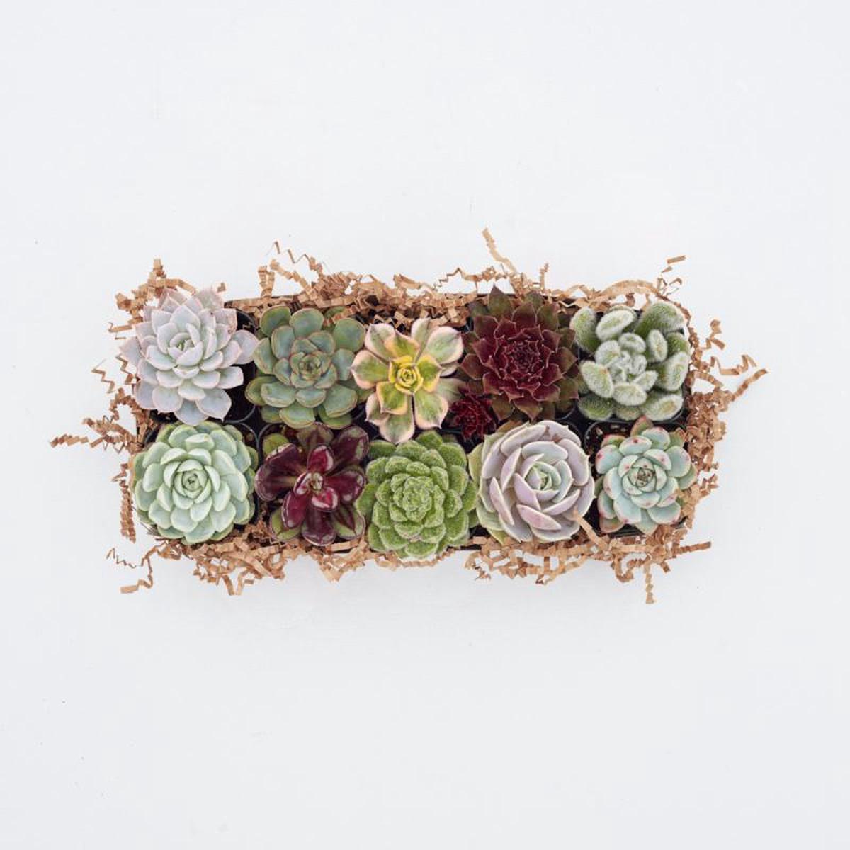 Assorted Small Succulents