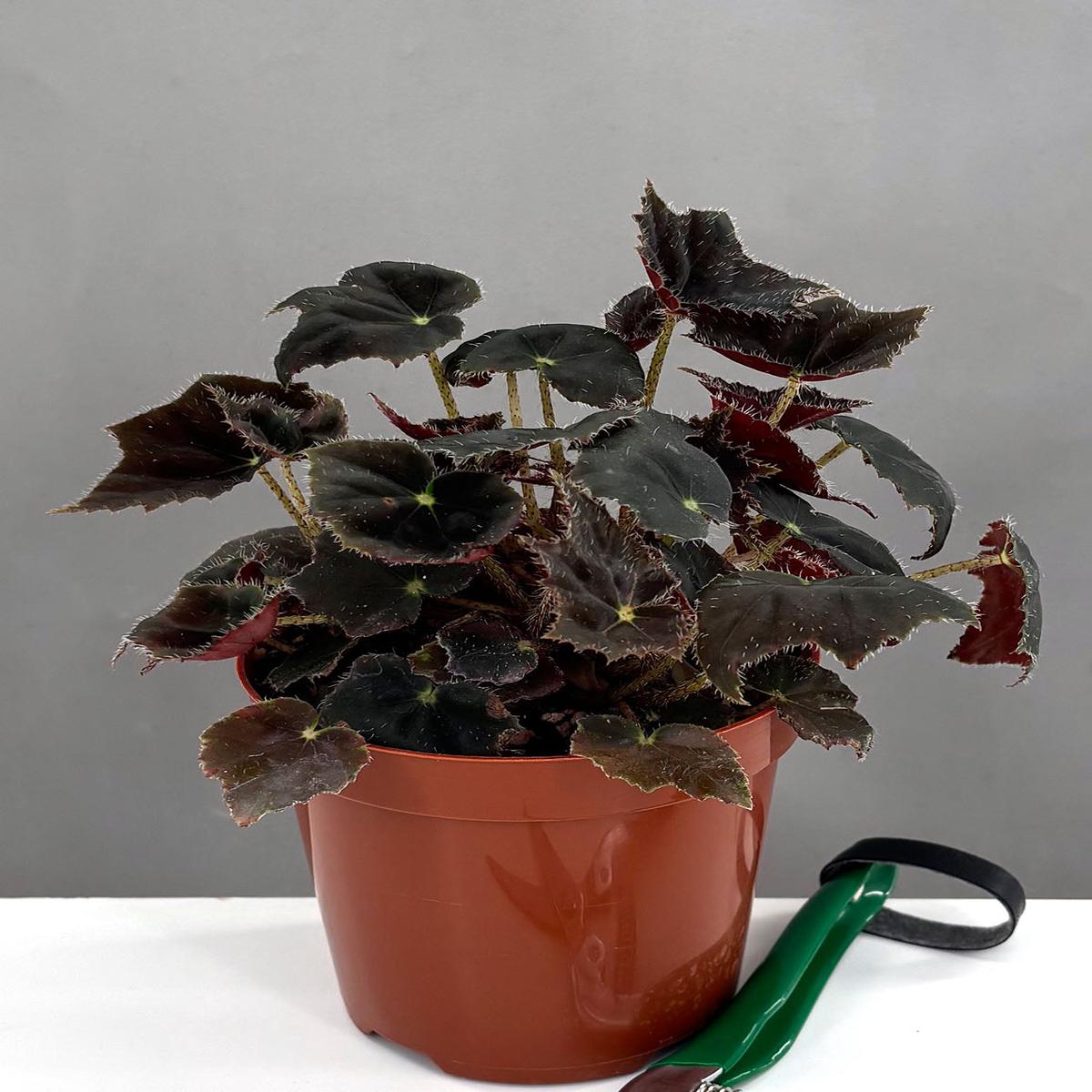 Begonia Black Velvet