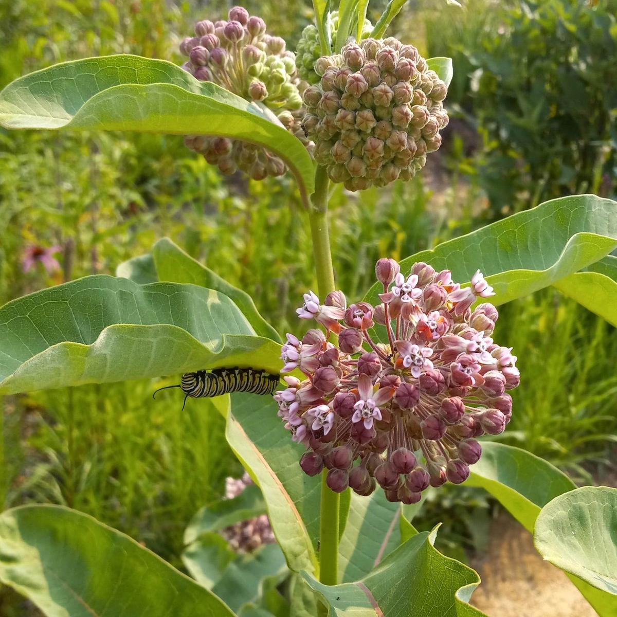 Common Milkweed Wildflower Seed