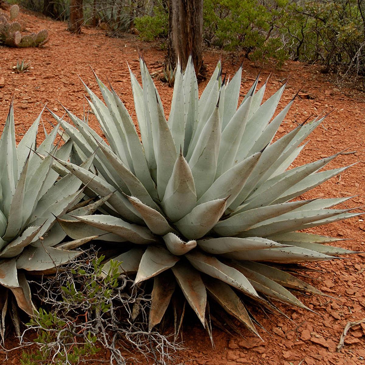 Coues Century Plant (Agave)