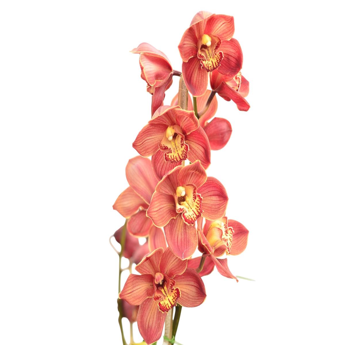 Cymbidium Ingapirca (medium)