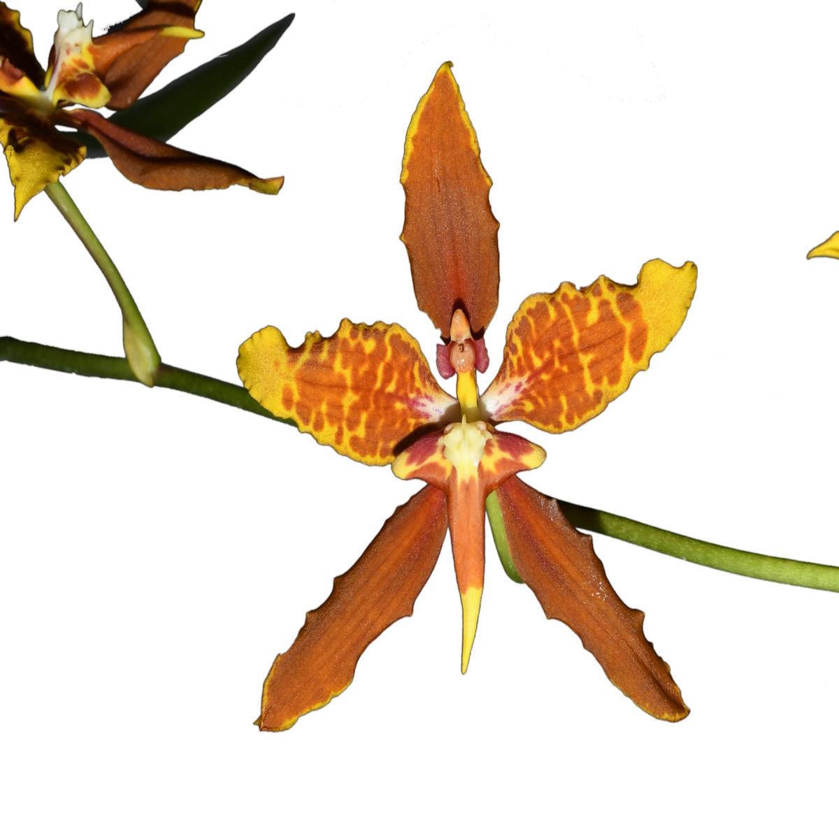 Cyrtocidium Andean Spirit