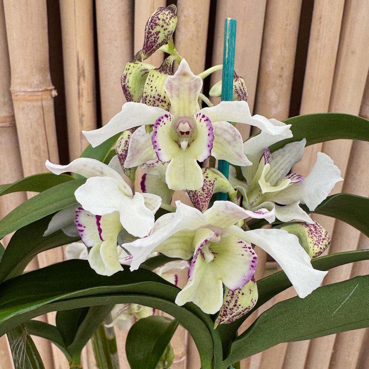 Den. Royal Nora (5.5" Pot - Budded)