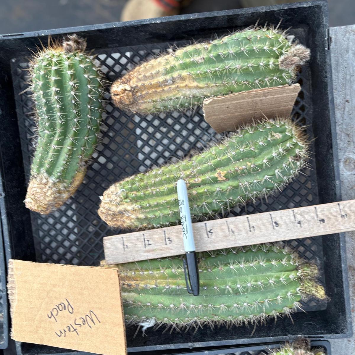 #EC94 Trichocereus Grandiflorus Hybrid Western Peach Cutting