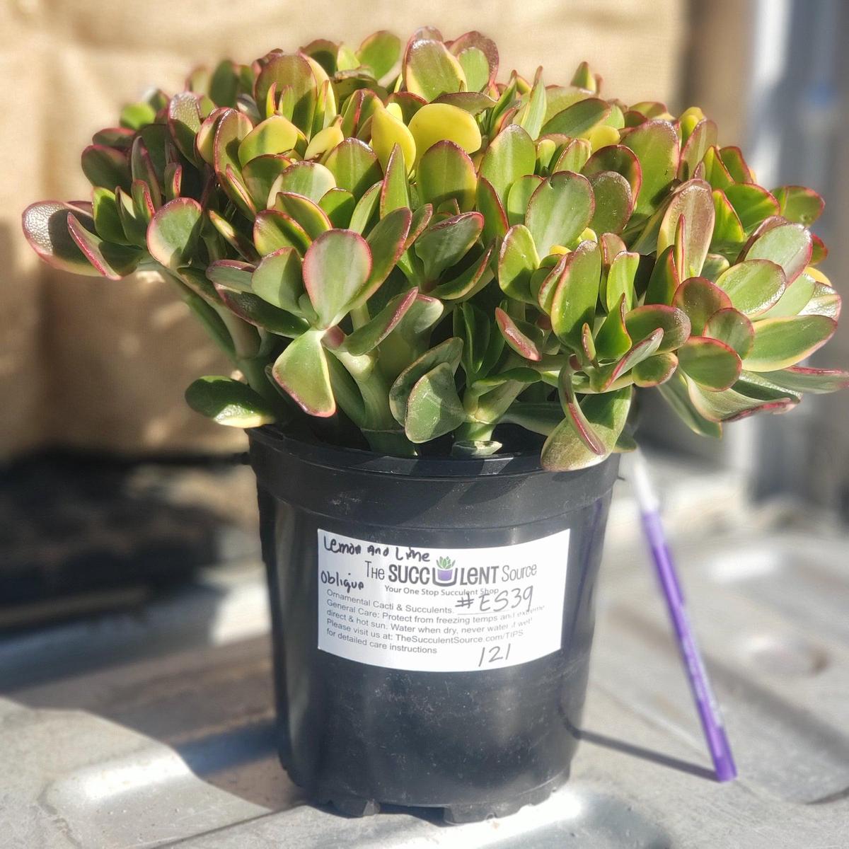 #ES39  Crassula Obliqua Lemon and Lime Jade Potted in 1 gallon