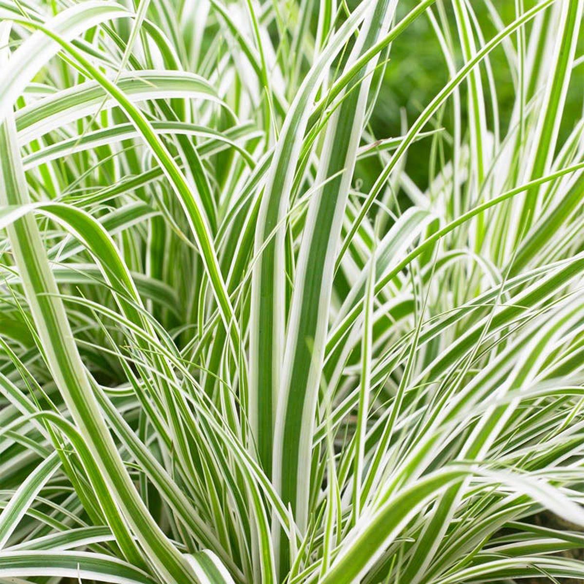 EverColor Everest Sedge