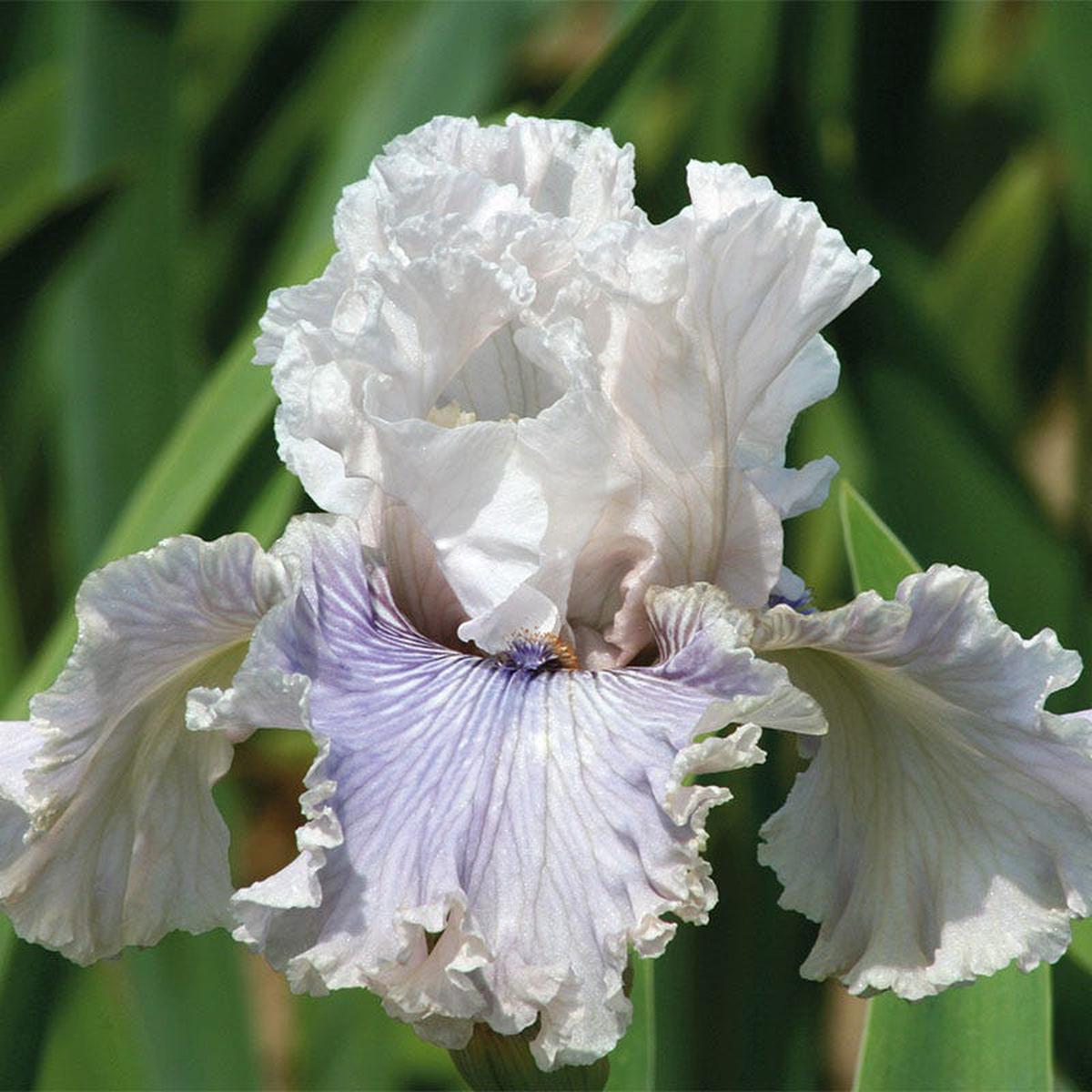 Haunted Heart Bearded Iris