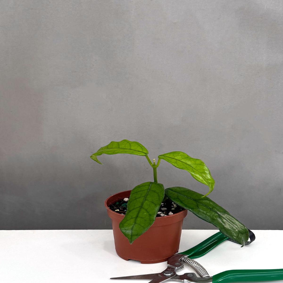 Hoya Globulosa