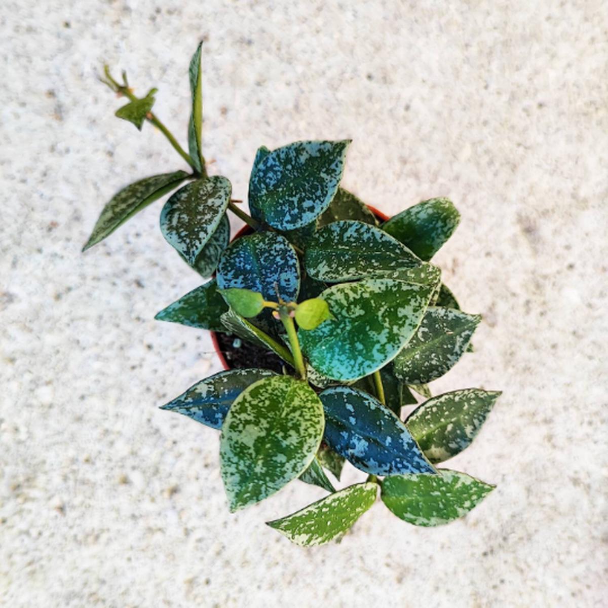 Hoya krohniana 'Splash'