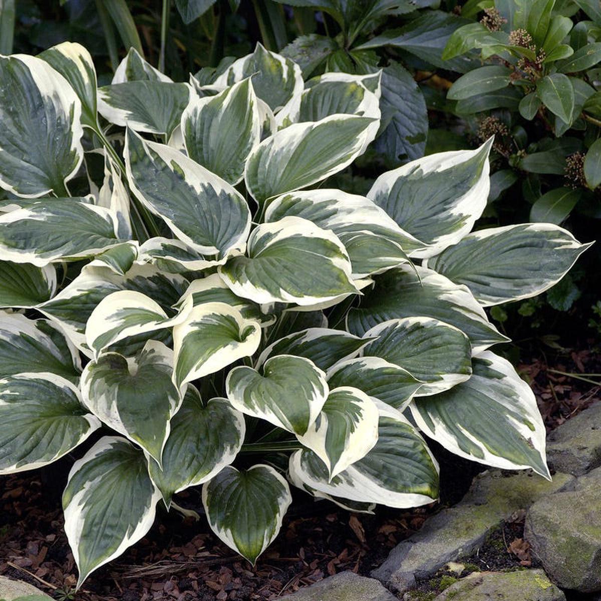 Minuteman Hosta