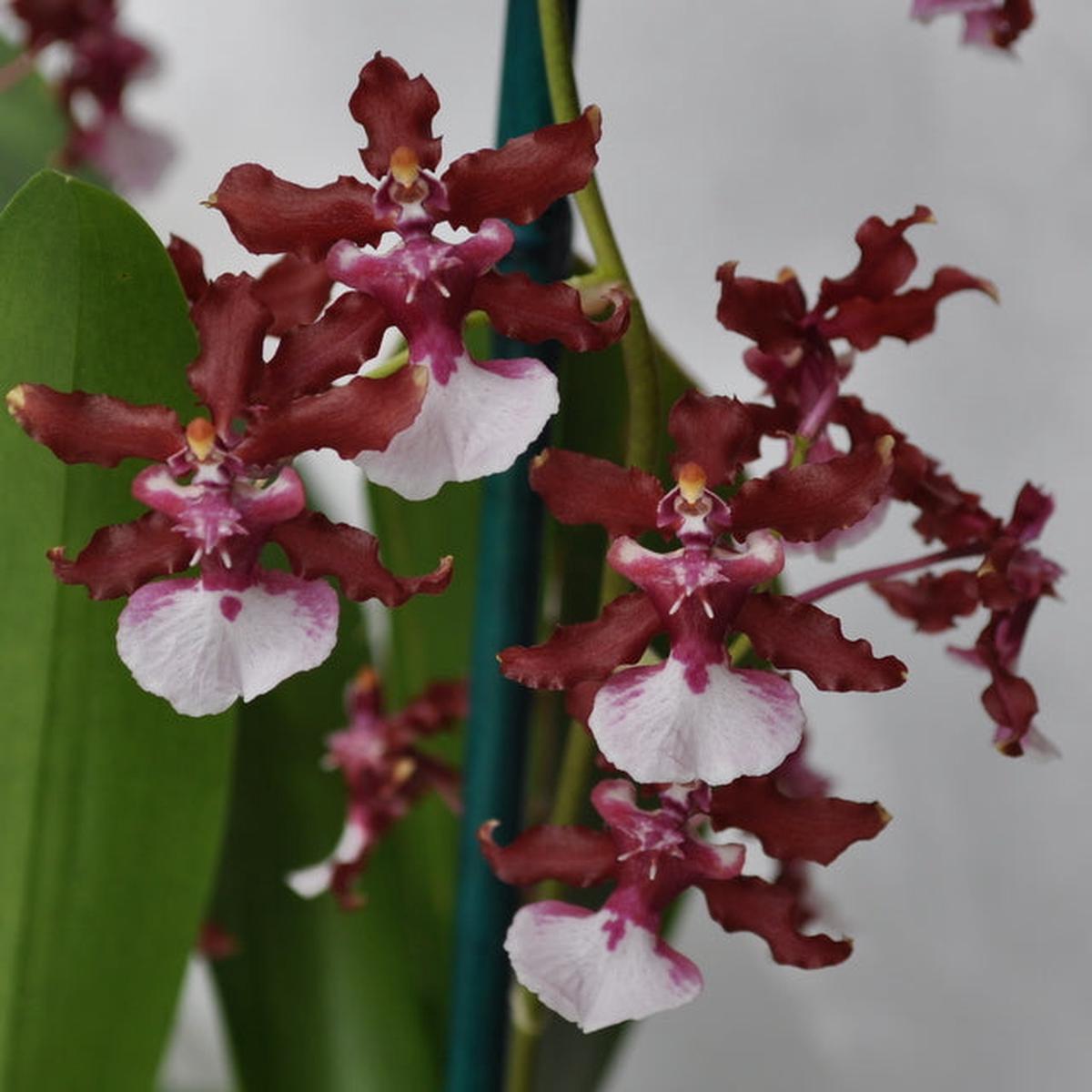 Onc. Sharry Baby 'Sweet Fragrance' - (4" Pot) - Buds