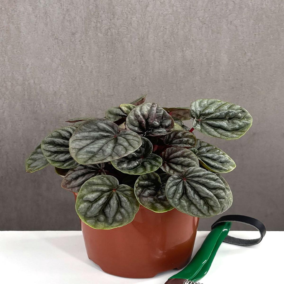 Peperomia Red Beauty
