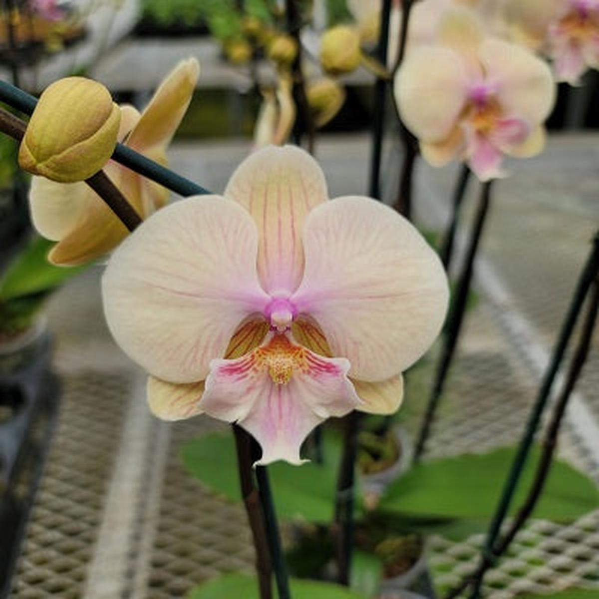 Phal. Echoes
