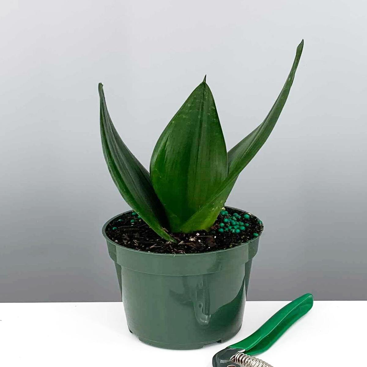 Sansevieria Black Dragon