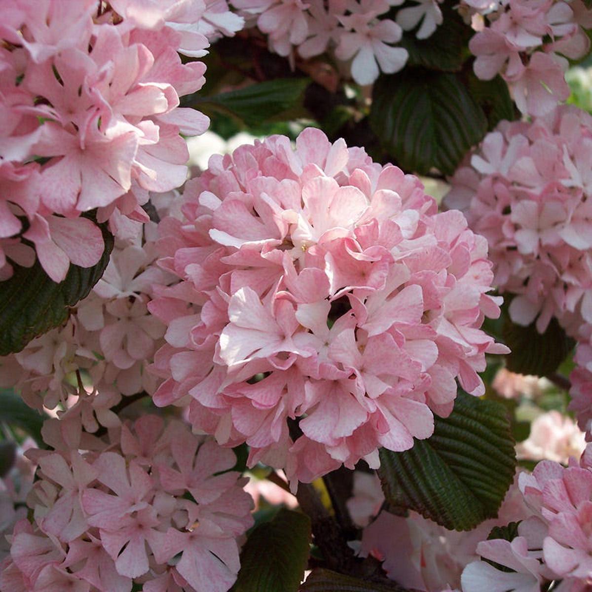 Sparkling Pink Champagne Viburnum