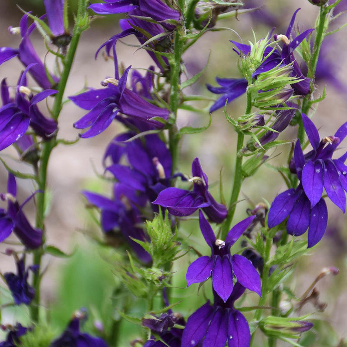 Starship Blue Lobelia