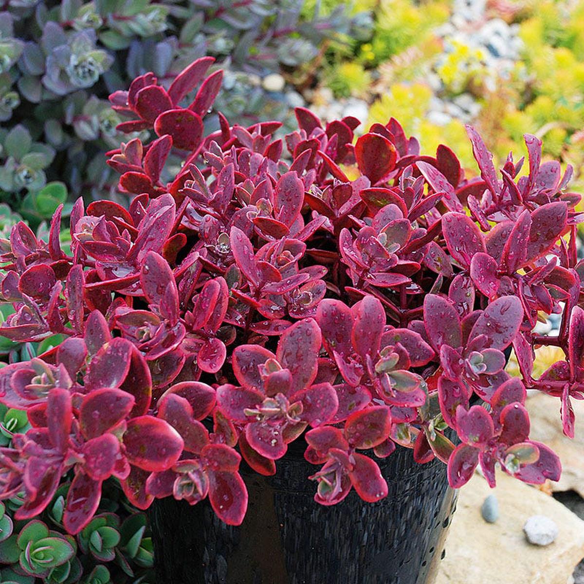 Sunsparkler Wildfire Sedum