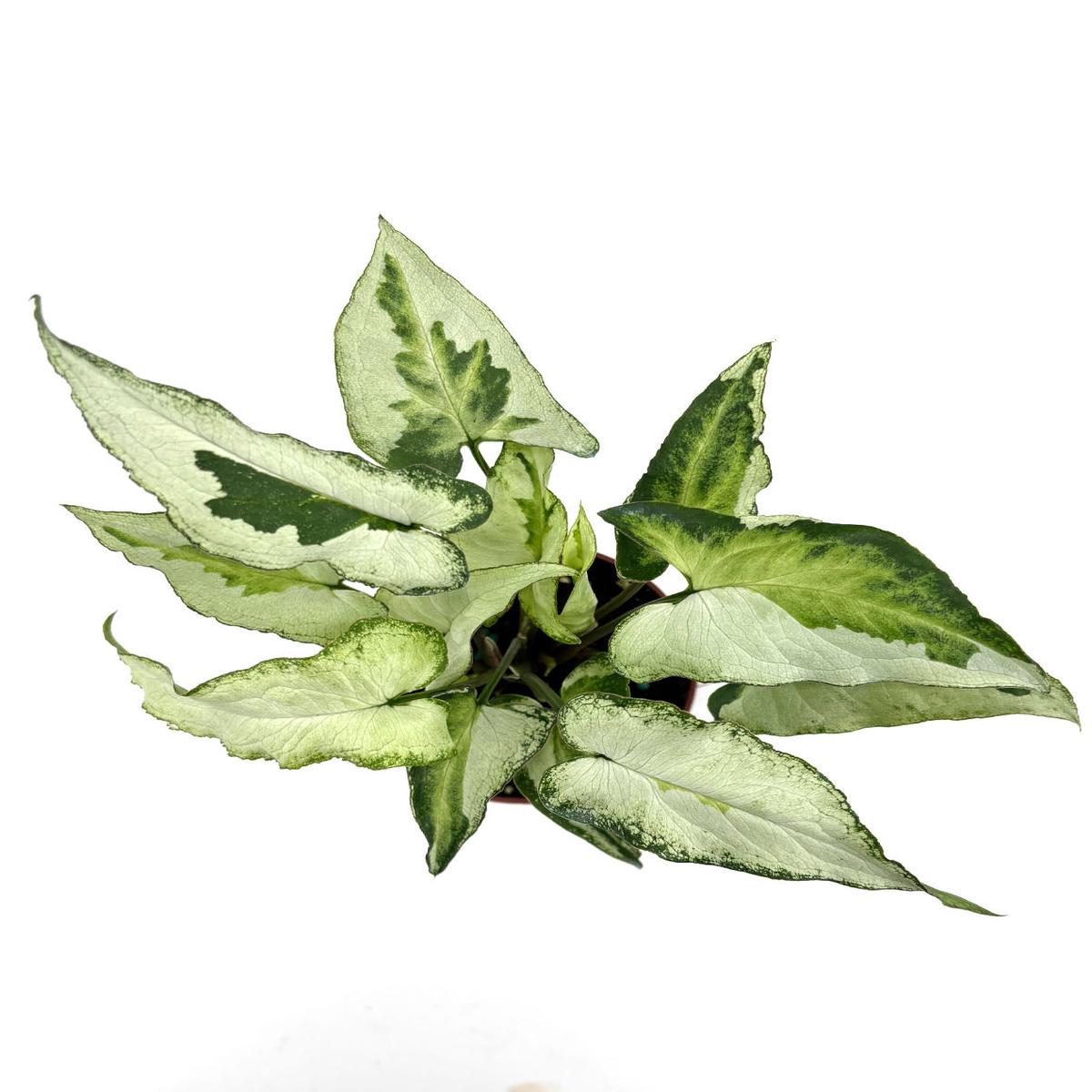 Syngonium Three Kings