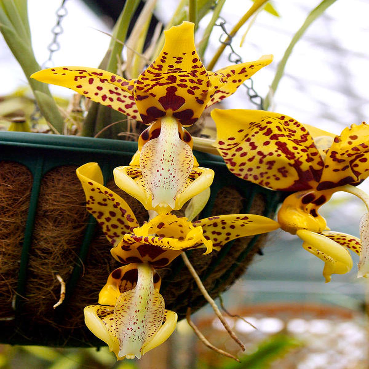121- Stanhopea assidensis xself, seedlings 4 pots