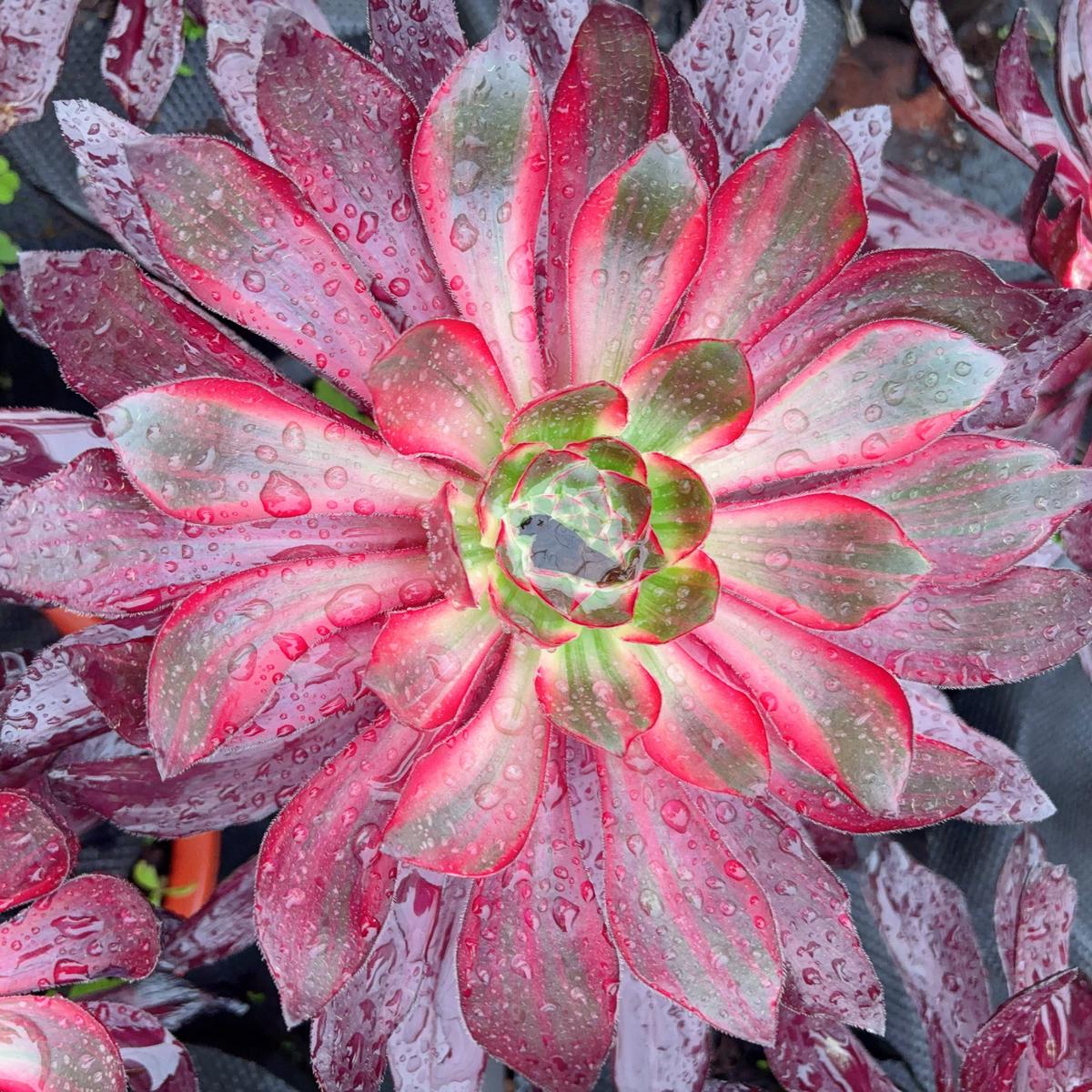 Aeonium Fire PhoenixCuttingAbout 15cm