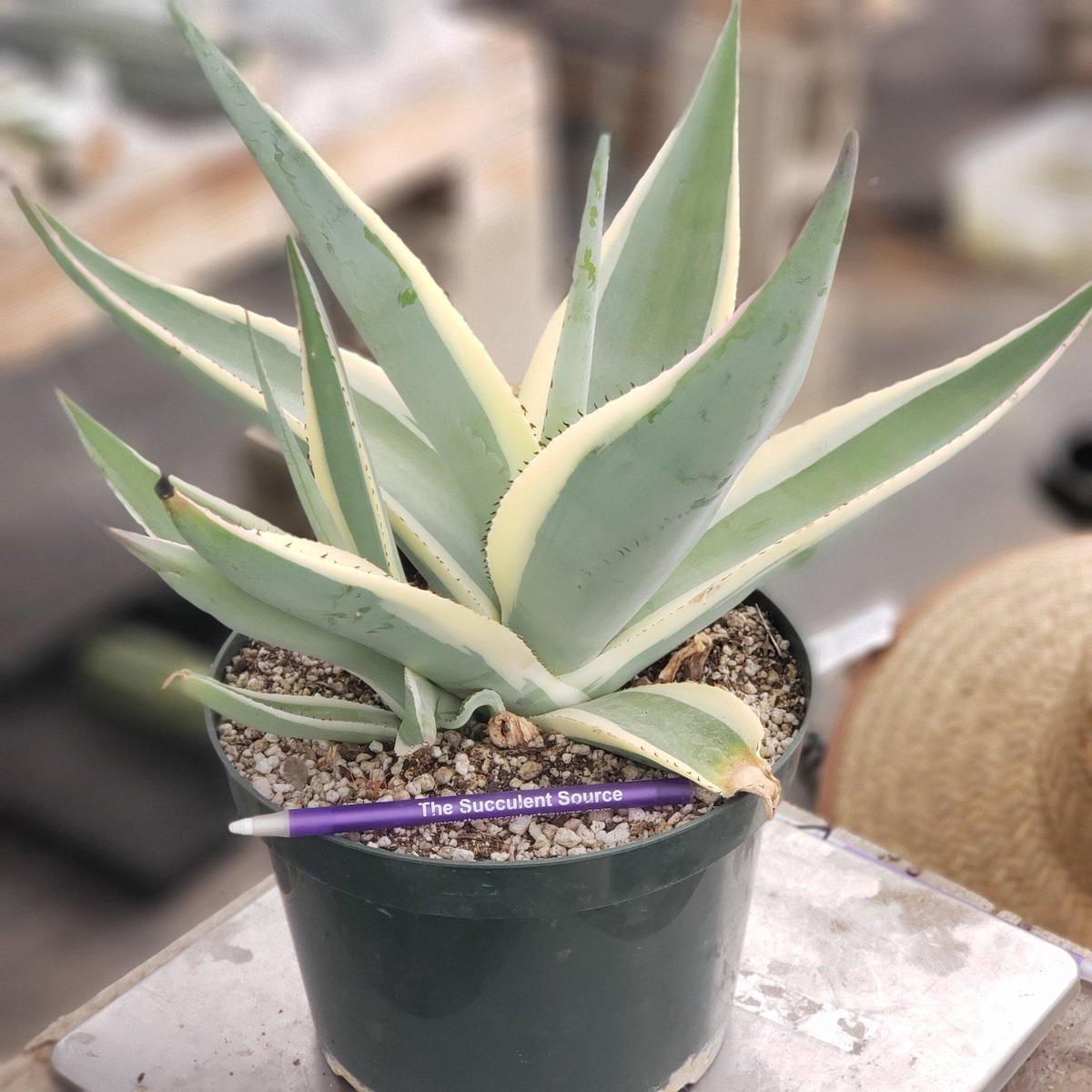 Agave Guingeola Creme Brle