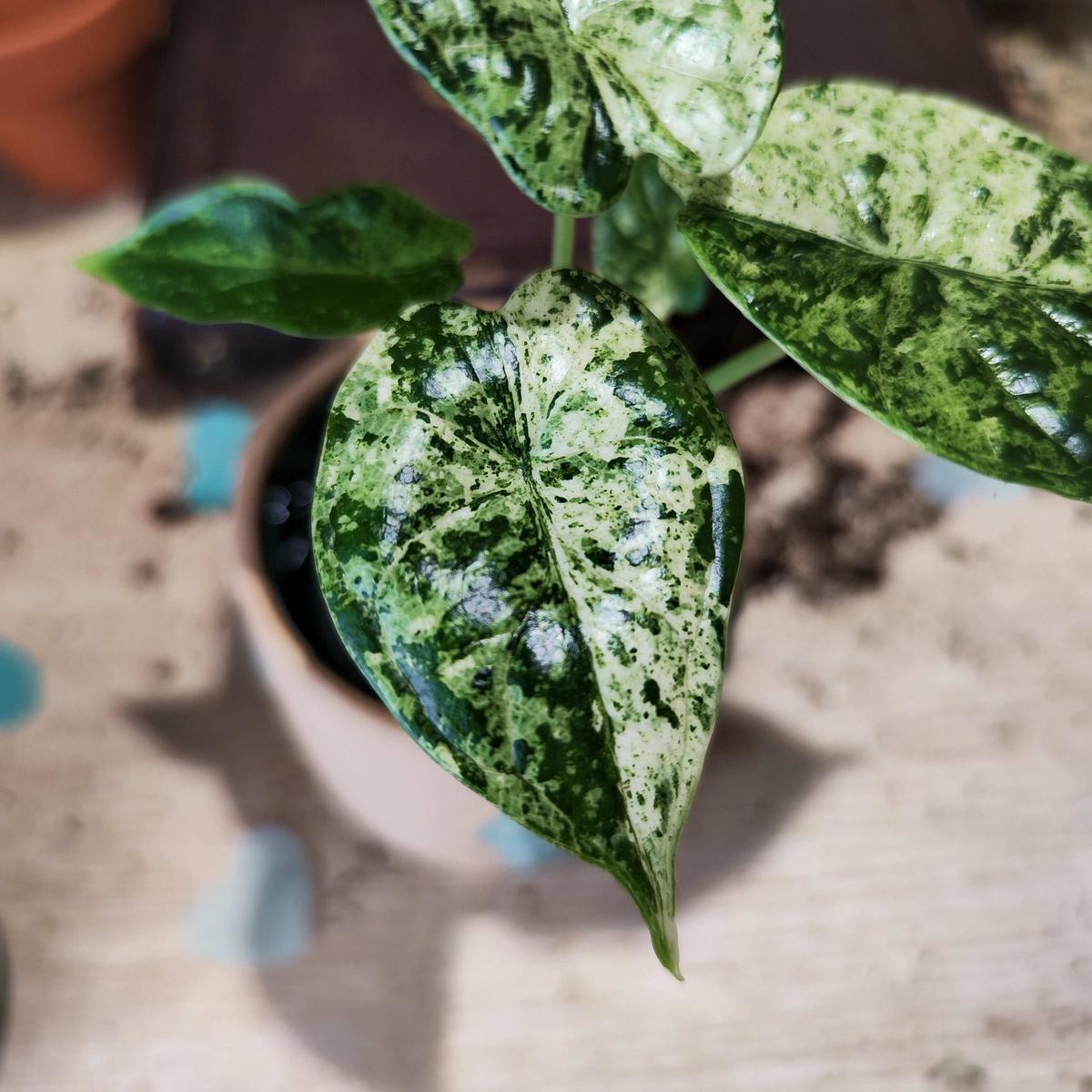 Alocasia Dragon Scale SQUILL Variegated - Plante rare aux feuilles panaches