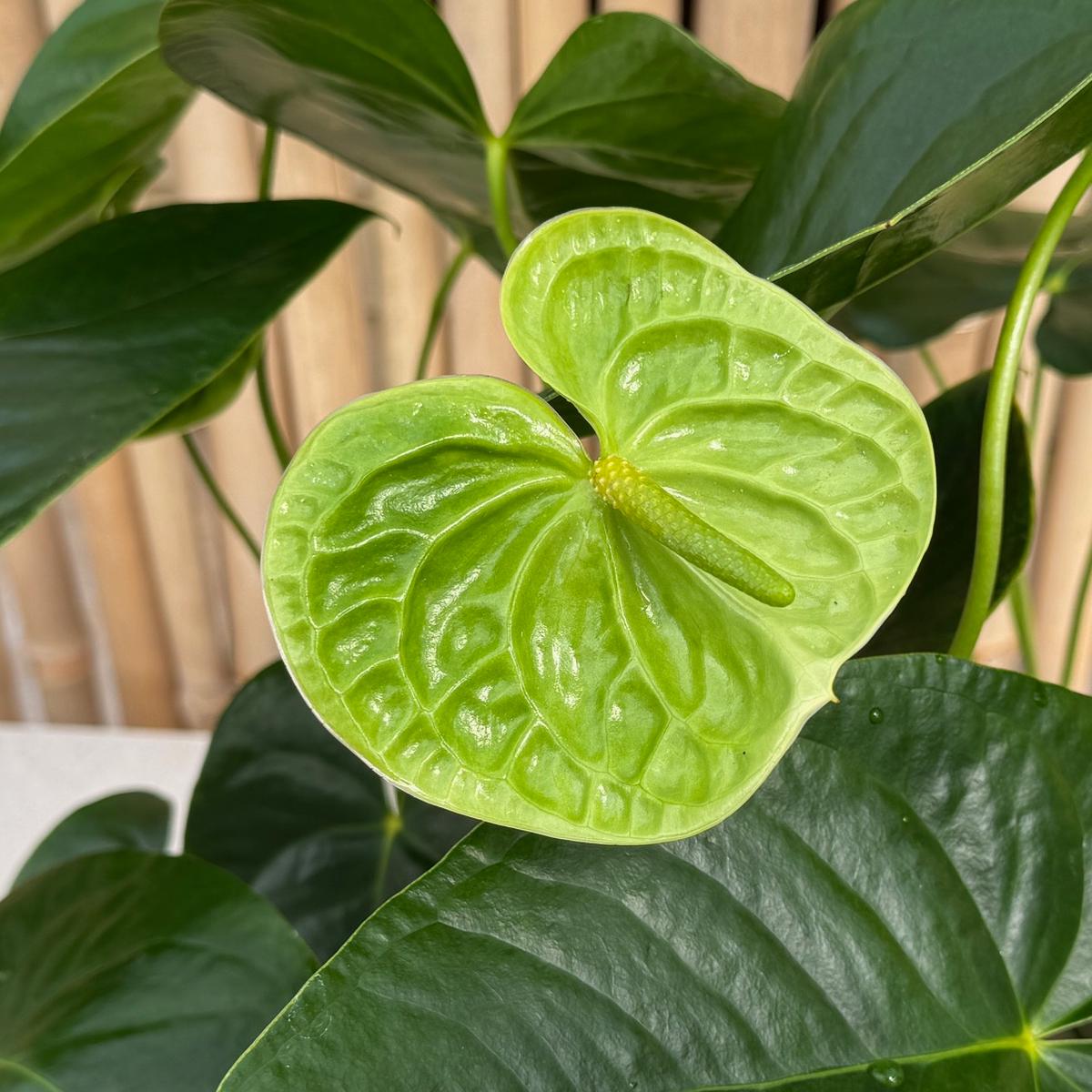 Anth. Midori (Green) - 4" Pot