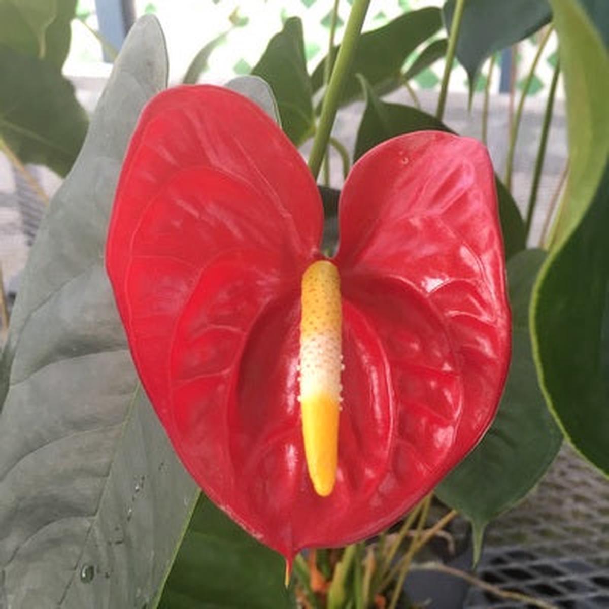 Anth. Oshiro (Red Obake) - 4" Pot