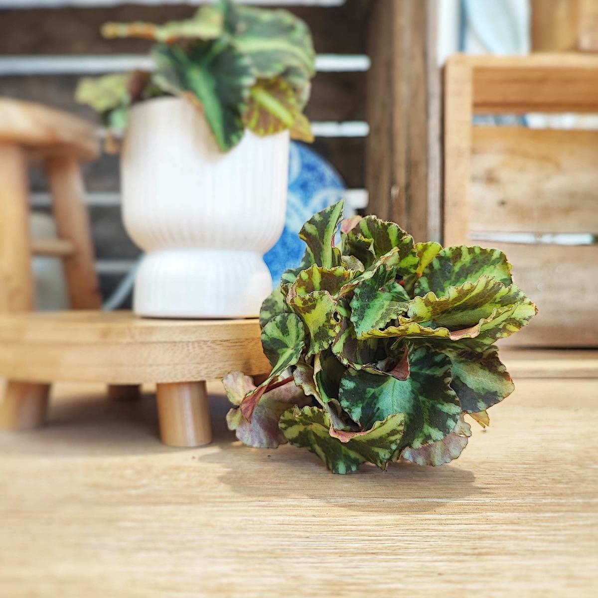 Begonia Cleopetra  Plante rare aux feuilles toiles argentes