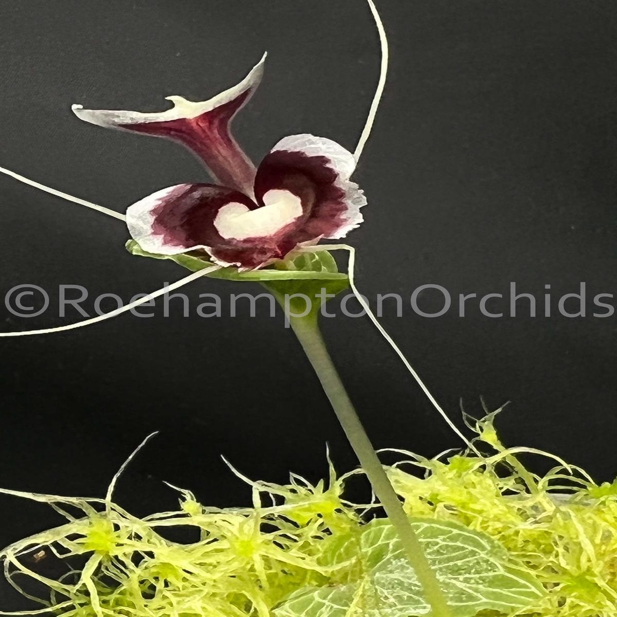 Corybas pictus