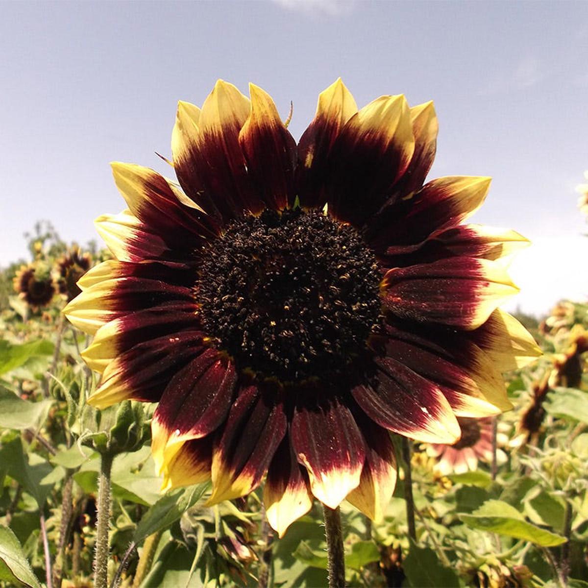 Crimson Velvet Sunflower Seeds