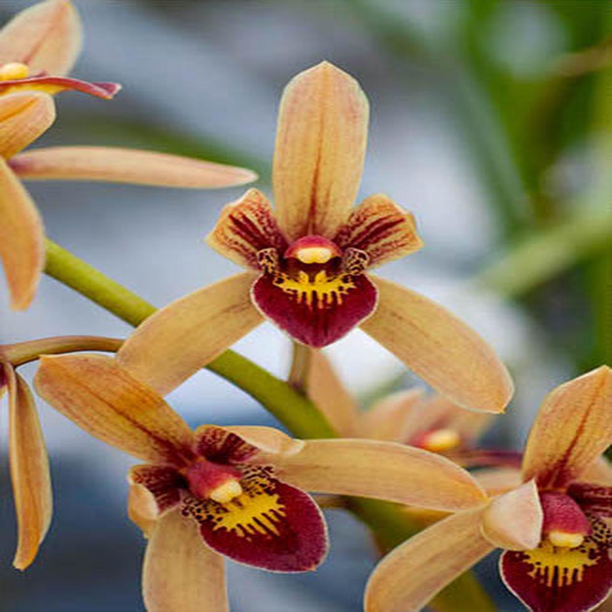 Cym. Pakkret Firestorm 'Jerry'