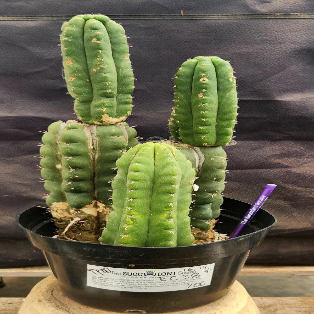 #EC38 EXACT Trichocereus Pachanoi Monstrose TPM Cactus 16, 14, 9"